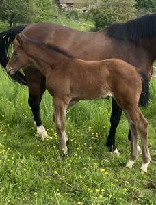 Potranca silla francés en venta 2026 bayo