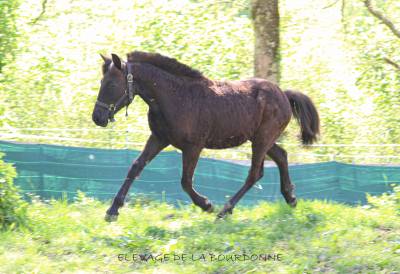 Veulen (ml) Welsh Partbred Te koop 2025 Zwart ,  Bamby de la tour