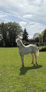 Veulen (vr) Welsh Pony (Section D), Welsh Cob  Te koop 2025 Cr&egrave;me ,  Ubiwan des colines
