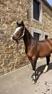 Olaf spectickels - paint horse de 9 ans