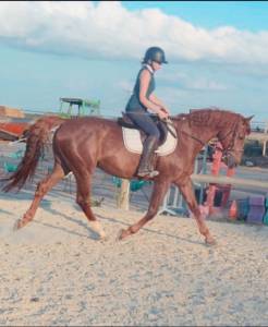 Recherche stage/ immersion cavalier