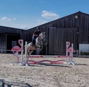 Jument sbs 8 ans 1m65