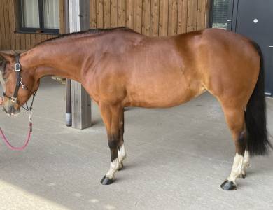 Quarter horse jument 8 ans