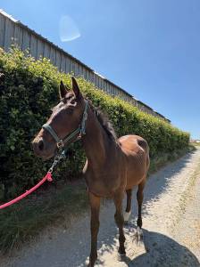 Potro sbs caballo de deporte belga en venta 2025 bayo moreno