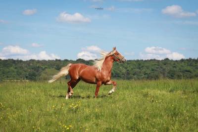 Ruin franse rijpony pfs te koop 2023 palomino ,  quabar des monceaux