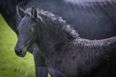 Colt friesian for sale 2026 black