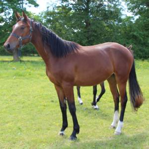 Jument sf 2 ans jilbert vant ruytershof x armitage