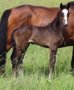 Poulain sf par ulmar mail x fleuron st lois
