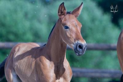 Potro pre pura raza española en venta 2026 bayo por darko pa
