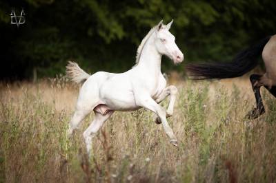 Poulain pure race espagnole perlino
