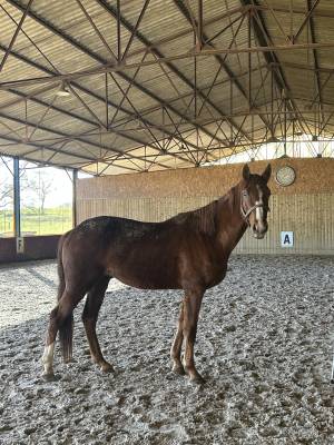Caballo castrado silla francés en venta 2023 alazán por mylord carthago