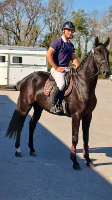 Hongre 3 ans glasgow w vh merelsnest x elan de la cour 