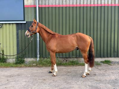 Hongre de 5ans 162’ par chacco white x questions