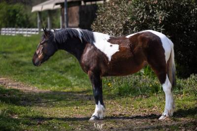 Cavalla pezzata di 4 anni