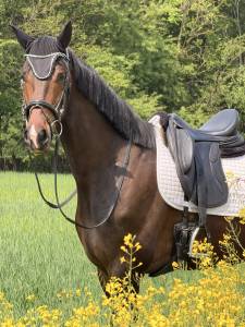 KWPN  castrone 4 anni 
