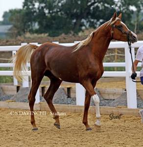 Arabian (pb) stallion u.k