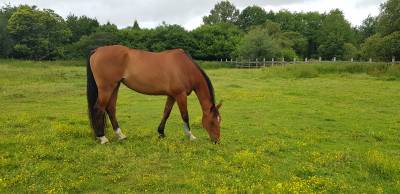 Cavalla kwpn cavallo da sport neerlandese in vendita 2010 baio ,  up to date