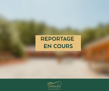 L'excellence équestre et art de vivre provençal