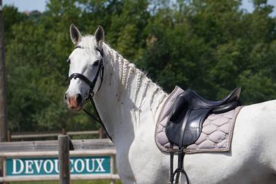 Hongre - Lipizzan - 8 ans - Dressage - France