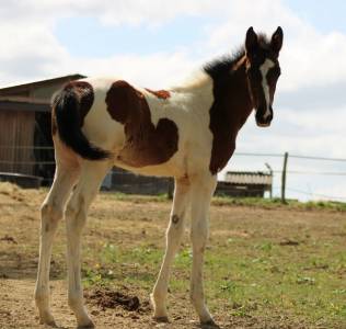 Mare anglo-arabian cross for sale 2026 coloured