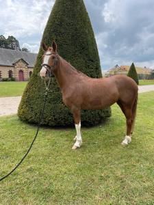 Merrie Franse rijpony PFS Te koop 2019 Vos ,  POPSTAR DES NOUETTES