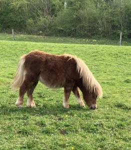 Shetland pp