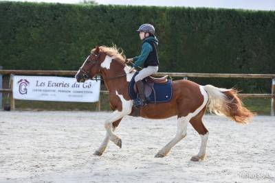 Caballo castrado Origen No Constatado En venta 2006 P&iacute;o