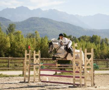 Castrone pfs pony francese da sella in vendita 2016 grigio