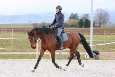 Cheval de sport allemand 
