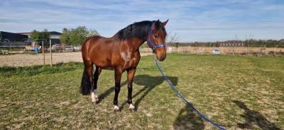 Gelding german warmblood for sale 2020 bay