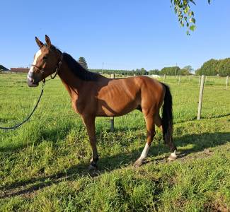 2 ans - hongre - cso