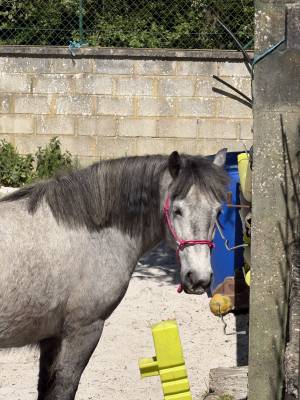 Highland belgian pony