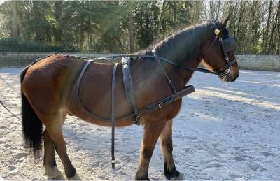 Harnais d&rsquo;attelage taille cob