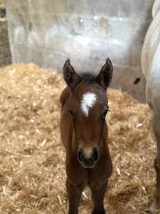Filly French Saddle Pony For sale 2026 Bay