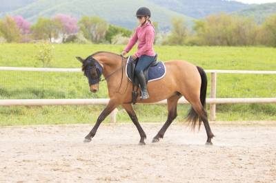 Ponette - 8 ans - Dressage / Id&eacute;ale enfant - France