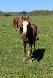 Poulain paint horse 