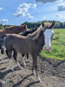 Poulain paint horse 