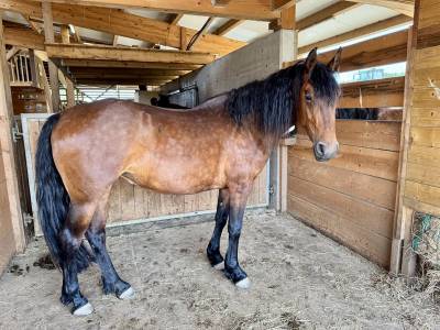 Jument 4 ans – débourrage western –ap (esp) / frison 