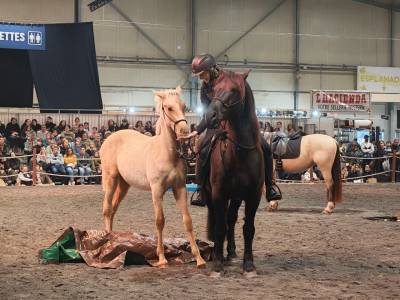 Puledro PRE Andaluso In vendita 2025 Palomino ,  ADAGIO CALLER