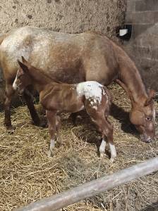 Puledro appaloosa in vendita 2026 altro colore ,  fletch aristocrat mr