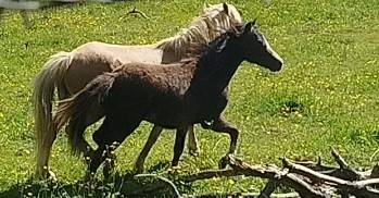 Colt Welsh Part Bred For sale 2025 Black