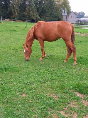 Jeune jument pre - 2 ans