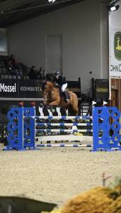 Mooie talentvolle spring merrie te koop