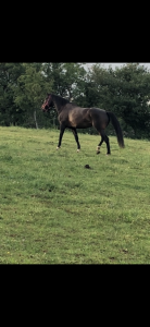 Yegua kwpn caballo de deporte neerlandés en venta 2010 bayo moreno por kannan