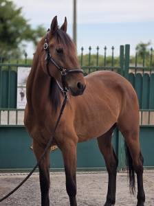 Cheval de balade et de dressage