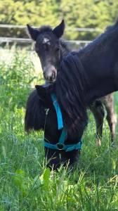 Veulen (ml) Shetland Te koop 2026 Wildkleur zwart ,  Malibu de Tushita (SHE)