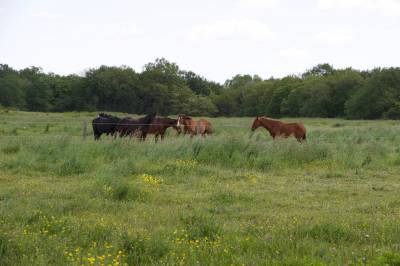 Paarden accommodatie koop maine-et-loire