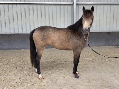 Cavalla sbs cavallo da sport belgio in vendita 2023 isabella