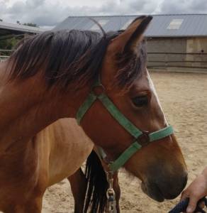 Merrie new forest te koop 2023 donker bruin / bai ,  birkilds balboa