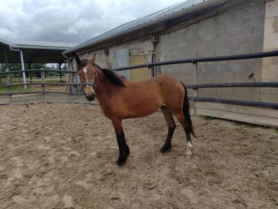Cavalla pfs pony francese da sella in vendita 2023 baio ,  virago d'arquetan
